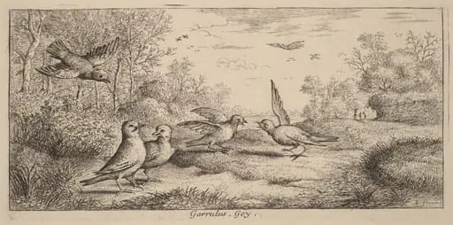 Garrulus, The Jay, by Albert Flamen