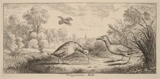 Ortygometra, The Rail, by Albert Flamen