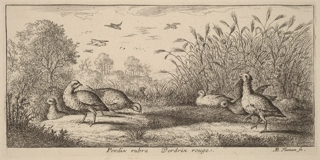 Pedrix rubra, The Red-Legged Partridge, by Albert Flamen, ink, 1644