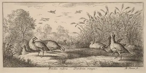 Pedrix rubra, The Red-Legged Partridge, by Albert Flamen