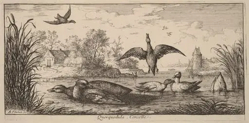 Querpedula, The Teal, by Albert Flamen