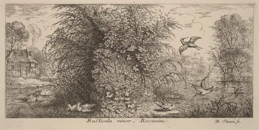 Rusticula minor, The Snipe, by Albert Flamen