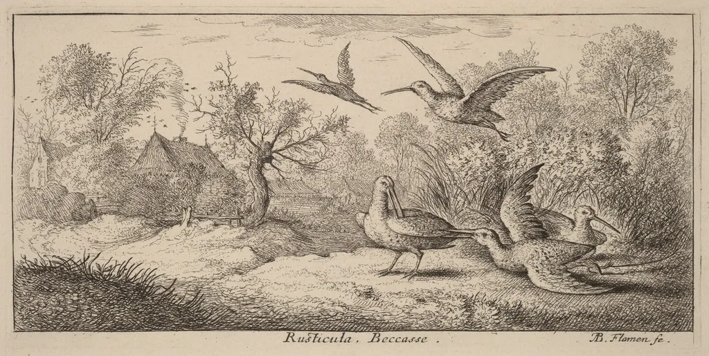 Rusticula, The Woodcock, by Albert Flamen, ink, 1644