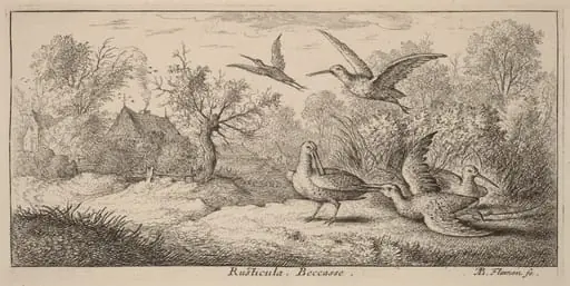 Rusticula, The Woodcock, by Albert Flamen