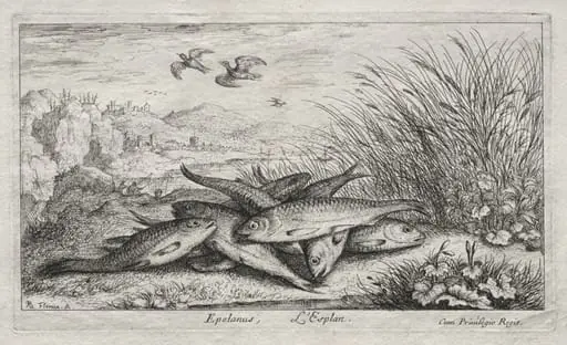 Seconde Partie de Poissons d'eau douce (Several Fresh Water Fish Species. Part II): Epelanus, L' Esplan (The Smelt), by Albert Flamen