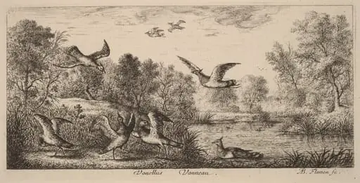 Vanellus, The Lapwing, by Albert Flamen