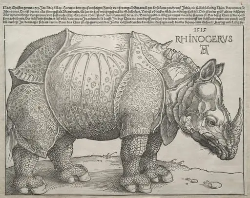 The Rhinoceros, by Albrecht Dürer