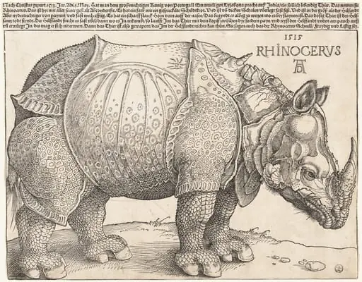 The Rhinoceros, by Albrecht Dürer