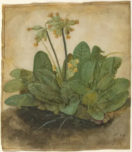 Tuft of Cowslips, by Albrecht Dürer