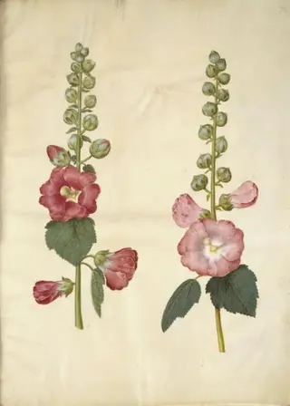 Alcea rosea (have-stokrose)