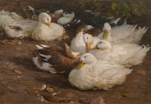 Rațe, by Alexander Koester