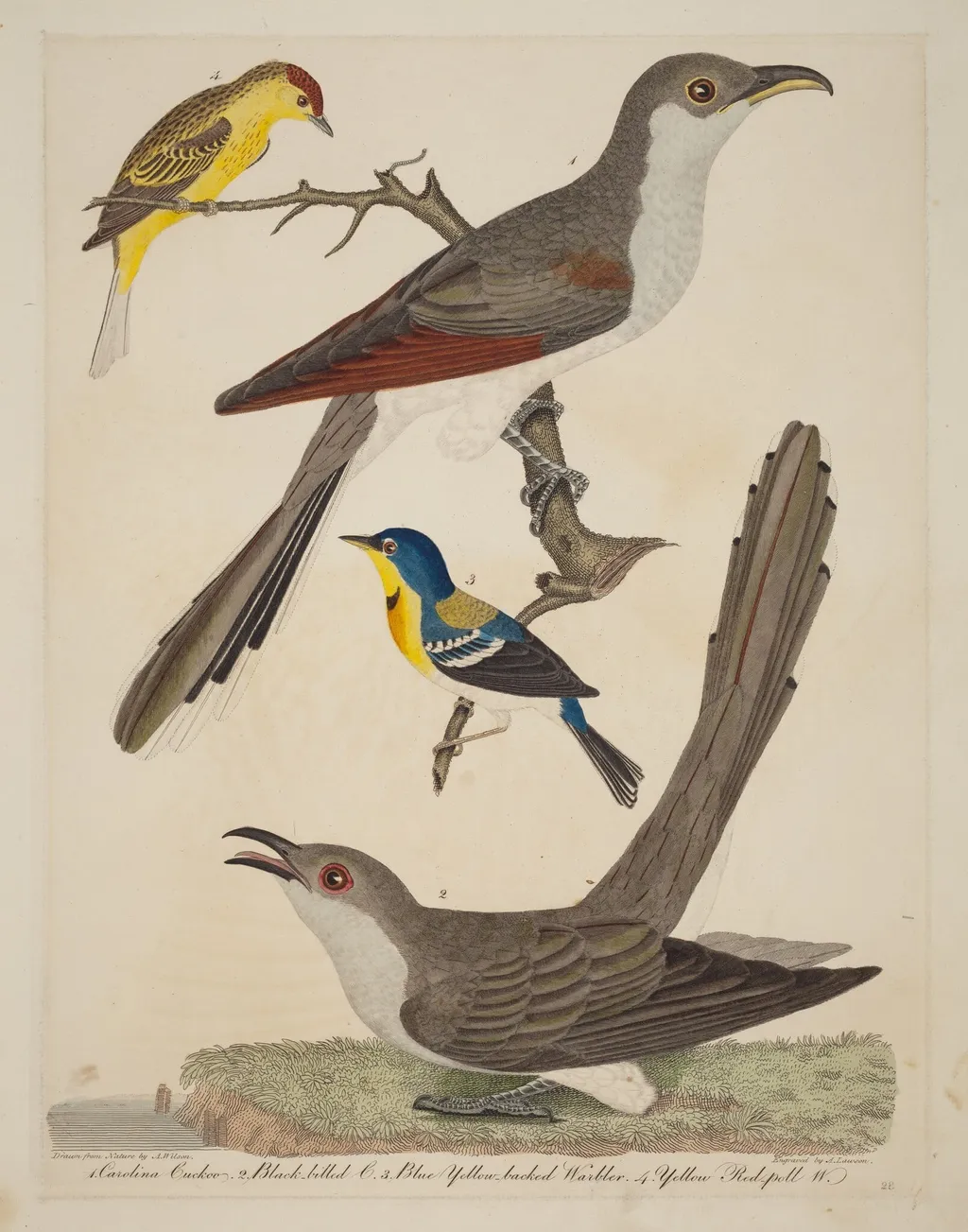 Carolina Cuckoo, Black-billed Cuckoo, Blue Yellow-backed Warbler, and Yellow Red-poll Warbler, by Alexander Lawson, ink, 1811