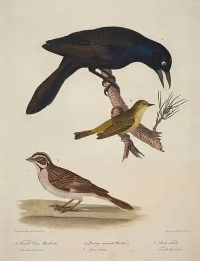 Female Crow Blackbird, Orange-Crowned Warbler, Lark Finch, by Alexander Lawson
