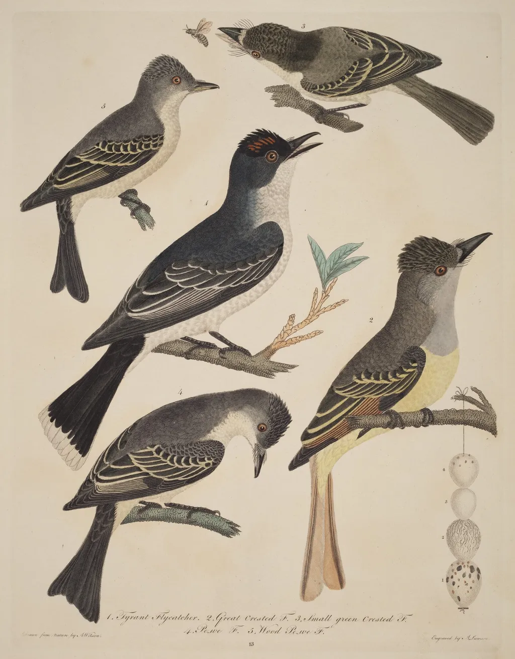Five Birds with Their Eggs and an Insect, by Alexander Lawson, ink, 1811