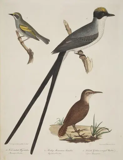 Fork-tailed Flycatcher, Rocky Mountain Anteater, and Female Golden-winged Warbler, by Alexander Lawson