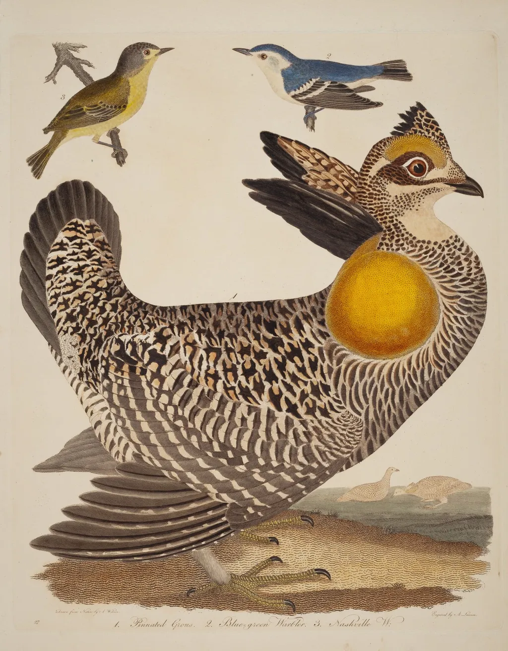 Pinnated Grous, Blue-green Warbler, and Nashville Warbler, by Alexander Lawson, ink, 1811