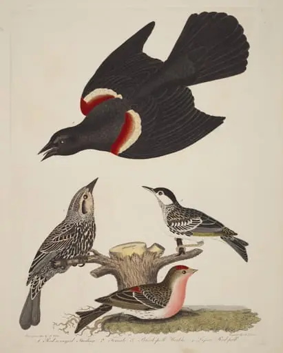 Red-winged Starling, Female Red-winged Starling, Black-poll Warbler, and Lesser Red-poll, by Alexander Lawson