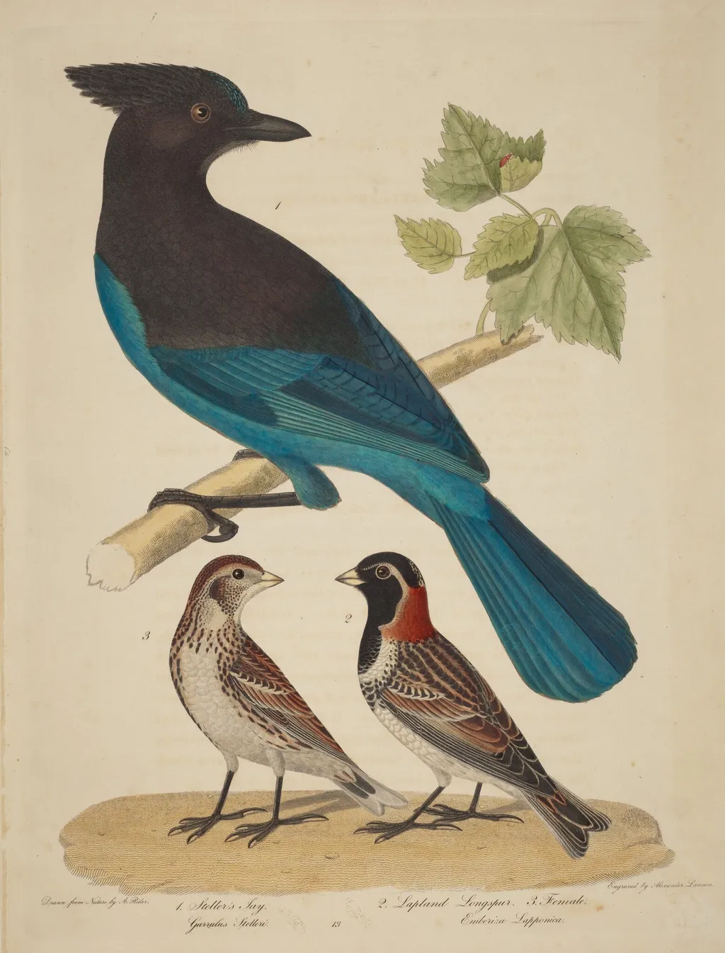 Stellar's Jay, Lapland Longspur and Female, by Alexander Lawson, ink, 1810