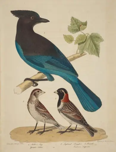 Stellar's Jay, Lapland Longspur and Female, by Alexander Lawson