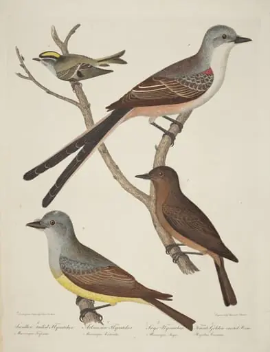 Swallow-tailed Flycatcher, Arkansas Flycatcher, Say's Flycatcher, and Female Golden-crested Wren, by Alexander Lawson