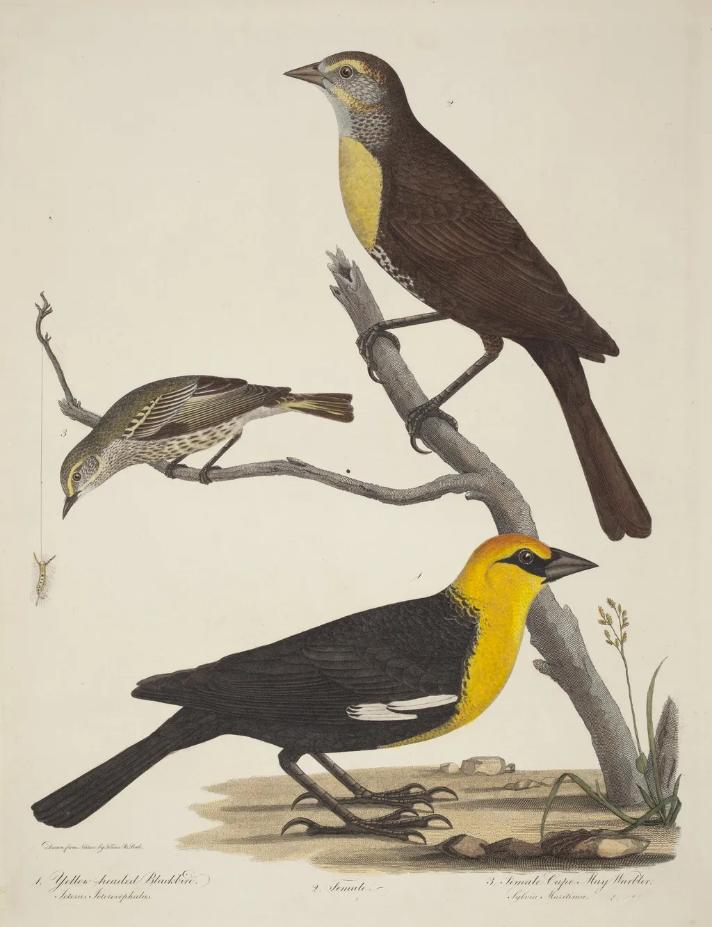 Yellow-headed Blackbird, Female Blackbird, and Female Cape May Warbler, by Alexander Lawson, ink, 1810