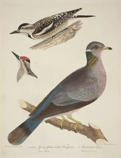 Young Yellow-bellied Woodpeckers and Band-tailed Pigeon, by Alexander Lawson
