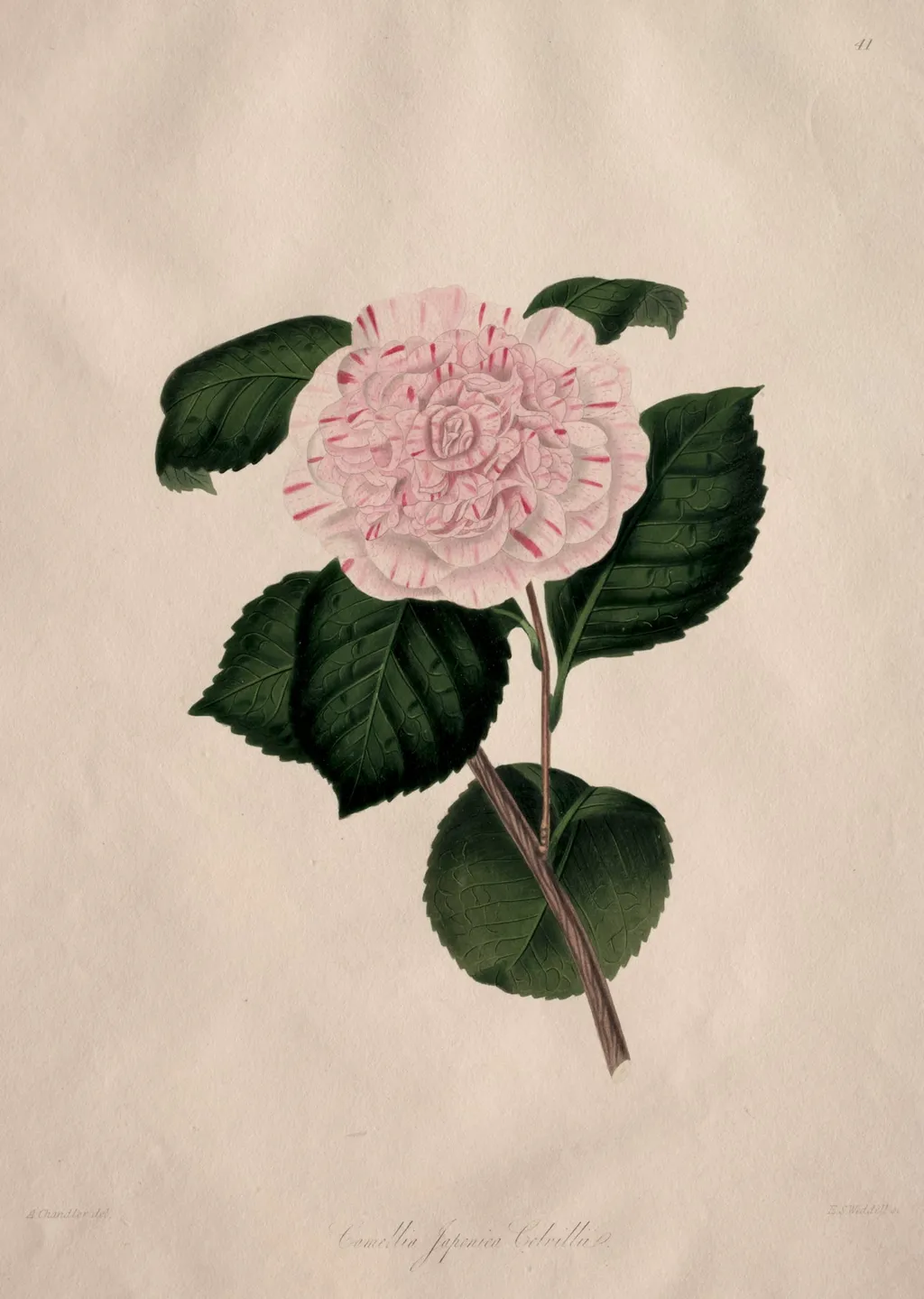 Illustrations and descriptions of...the Natural Order Camellieae: No. 41, by Alfred Chandler, 1858