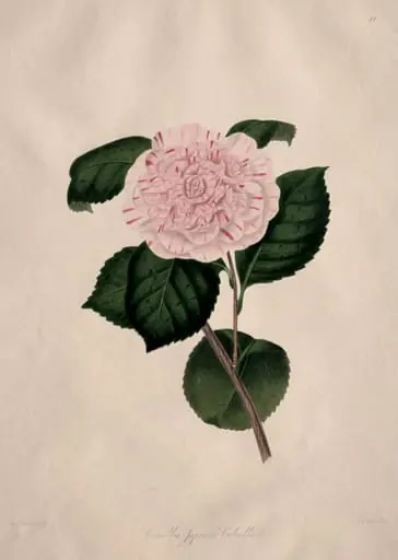 Illustrations and descriptions of...the Natural Order Camellieae:  No. 41, by Alfred Chandler