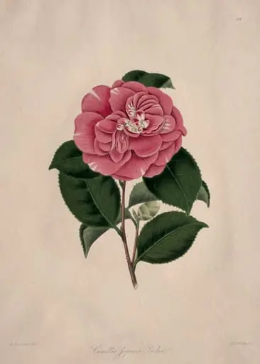 Illustrations and descriptions of...the Natural Order Camellieae:  No. 44, by Alfred Chandler