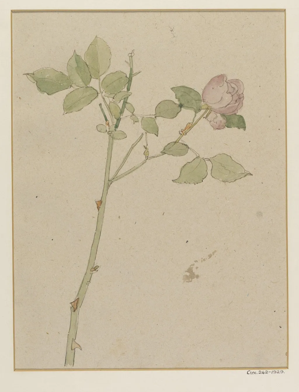 Rose, by Alfred William Rich, watercolor, 1898