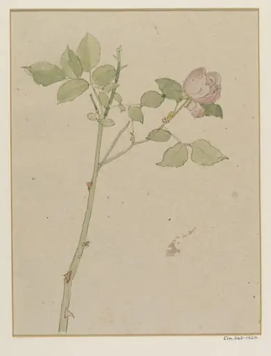 Rose, by Alfred William Rich