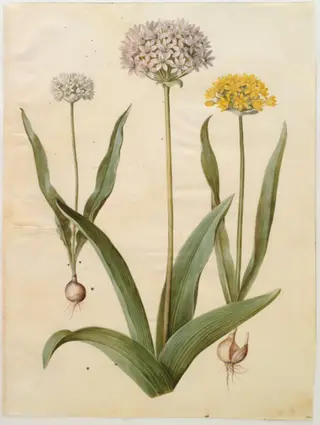 Allium moly (guld-løg); Allium nigrum (sort løg)