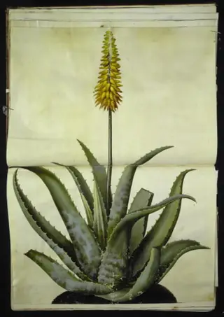 Aloe vera (læge-aloe)