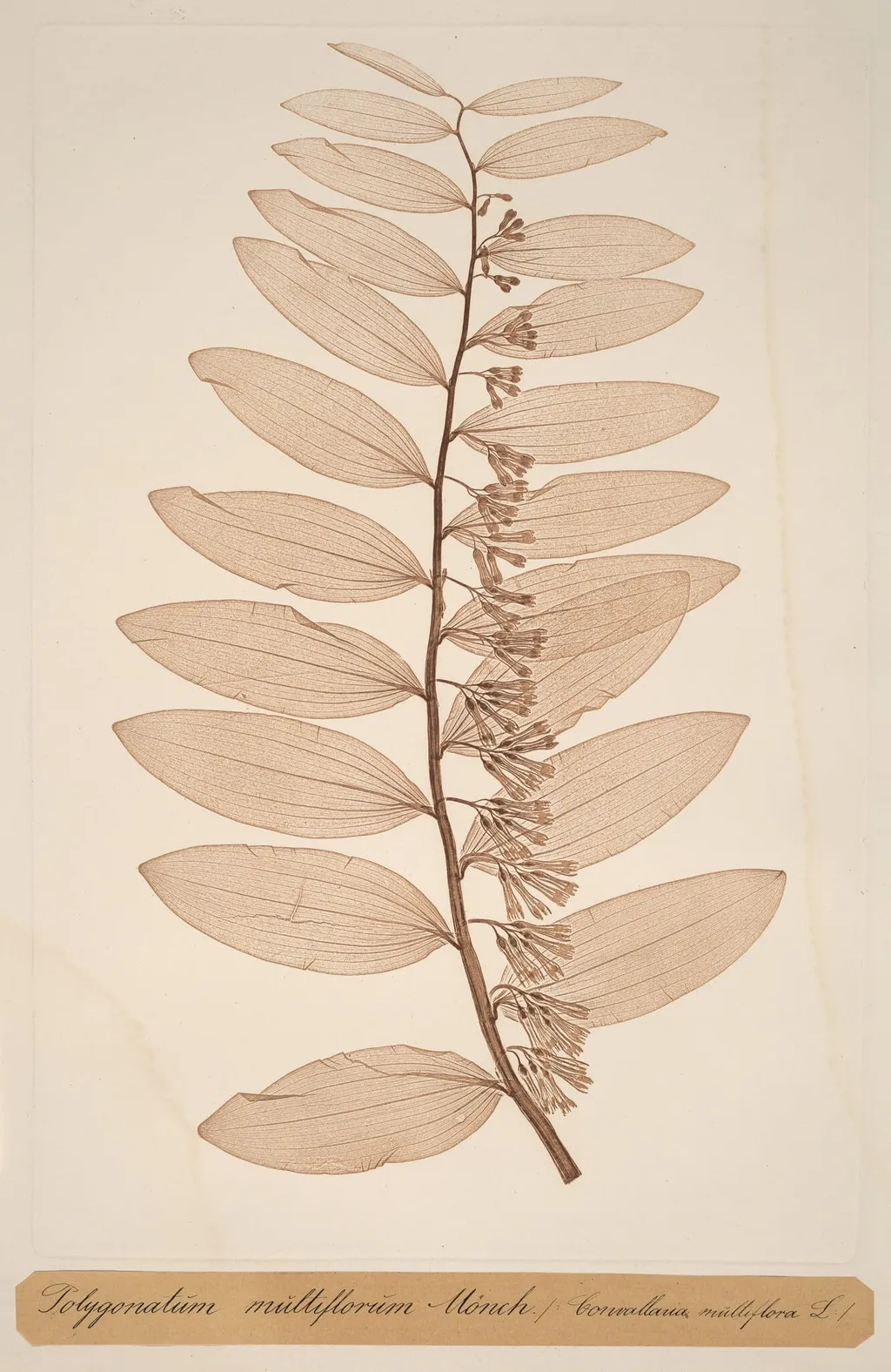 Polygonatum multiflorum Monch, by Alois Pokorny, ink, 1856