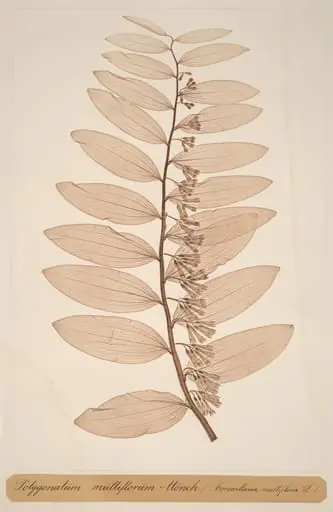 Polygonatum multiflorum Monch, by Alois Pokorny