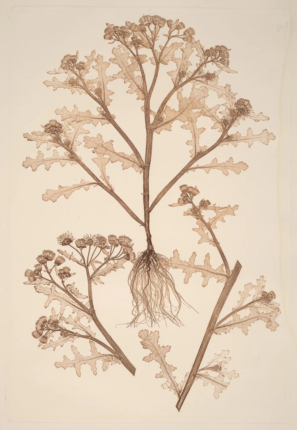 Senecio viscosus, by Alois Pokorny, ink, 1856