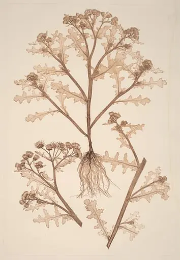Senecio viscosus, by Alois Pokorny
