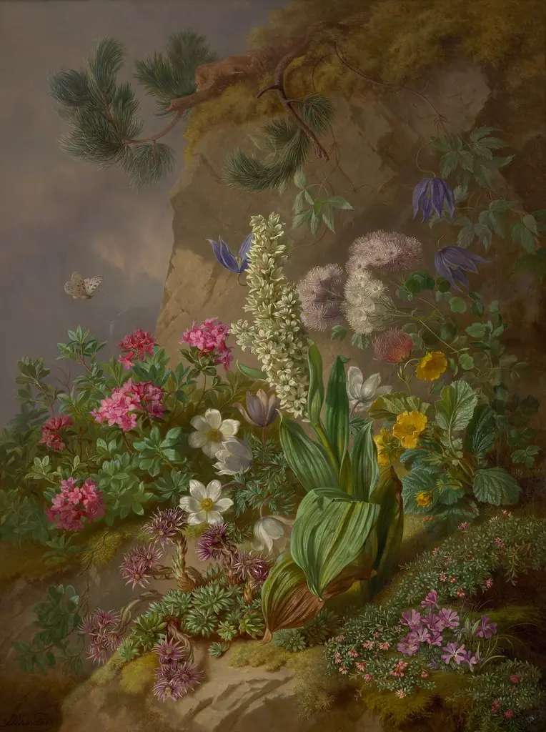 Alpine Flowers