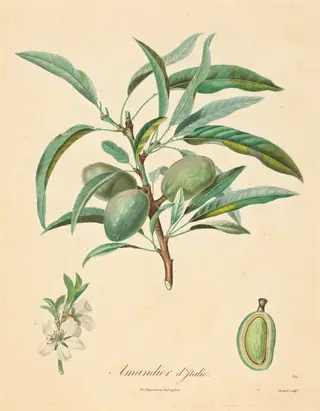 Amandier d'Italie