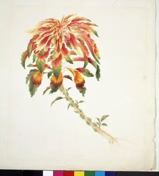Amaranthus
