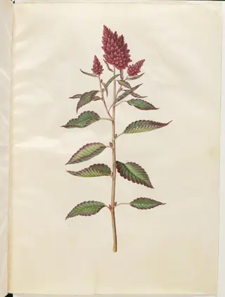 Amaranthus cruentus (rød amarant)