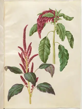 Amaranthus cruentus (rød amarant); Amaranthus caudatus (rævehale-amarant)