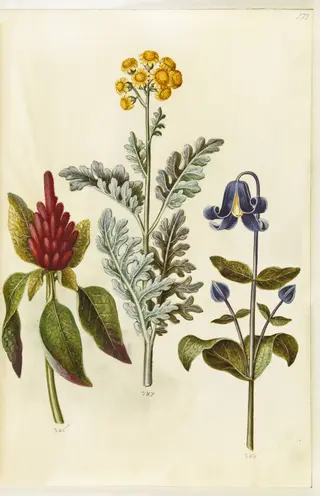 Amaranthus cruentus (rød amarant); Jacobaea maritima (gråblad); Clematis integrifolia (blå staudeklematis)