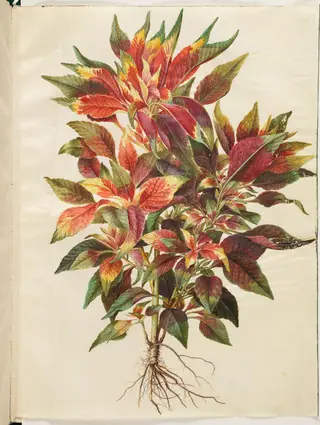 Amaranthus tricolor (papegøje-amarant)