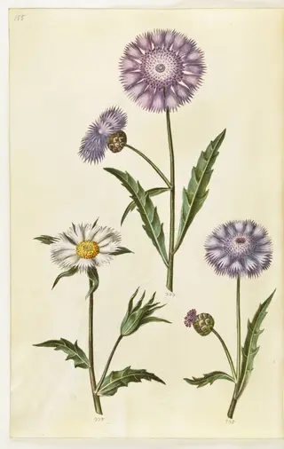 Amberboa moschata (duft-sultan)