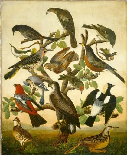 Birds, by American 19th Century