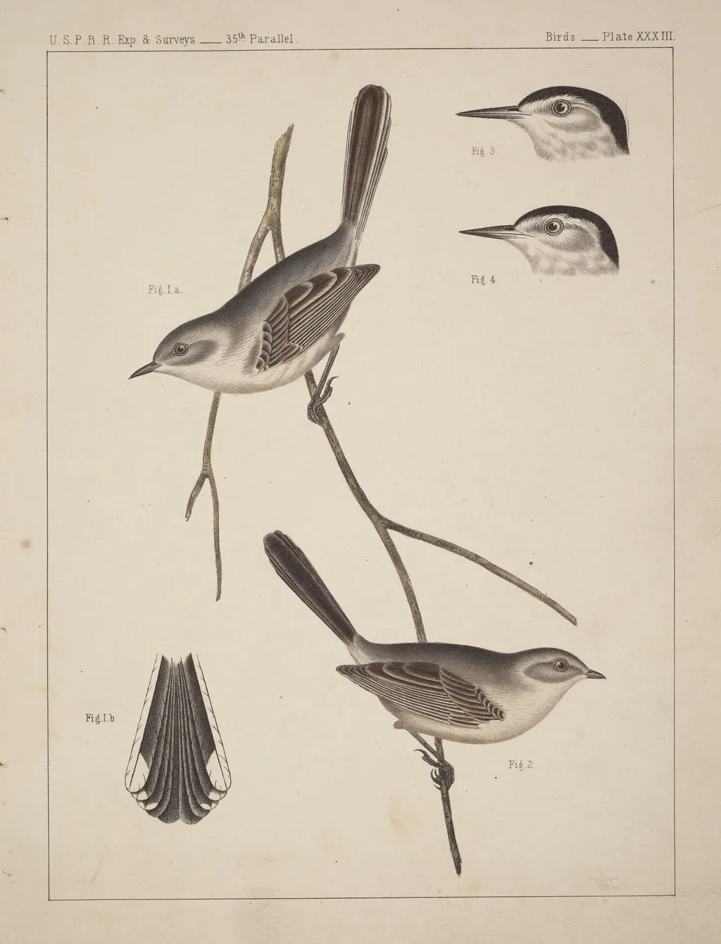 Birds - U.S.P.R.R. Exp. & Surveys, 35th Parallel, by American 19th Century, ink, 1850