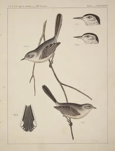 Birds - U.S.P.R.R. Exp. & Surveys, 35th Parallel, by American 19th Century