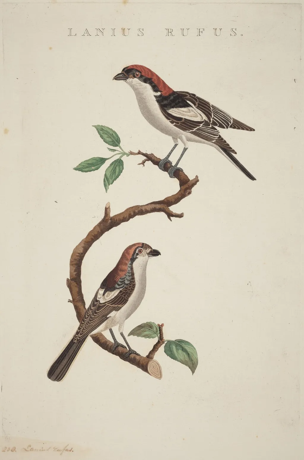 Lanius rufus, by American 19th Century, ink, 1850