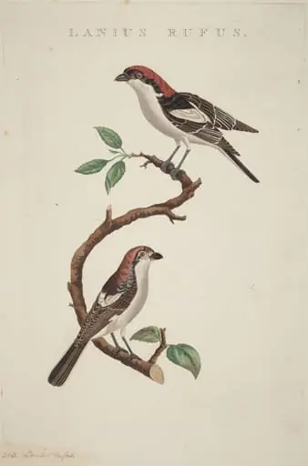 Lanius rufus, by American 19th Century